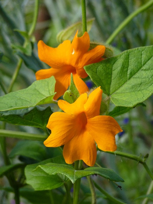 Thunbergia gregorii 'Mango' fleur
